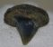 Carcharodon hastalis shark tooth in rock