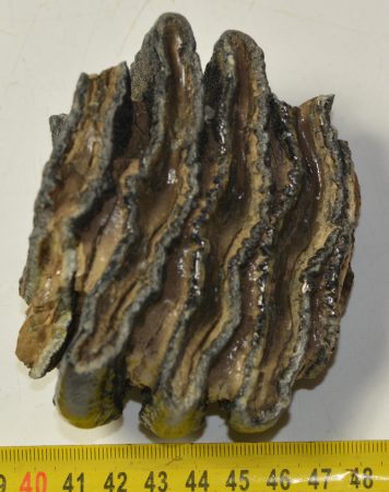 Mammuthus meridionalis részleges fog (524 gramm) Déli Mamut