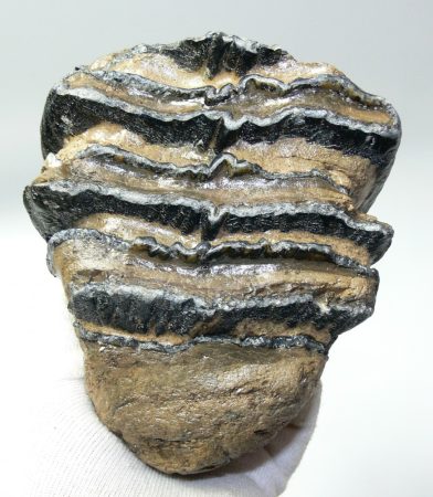 Mammuthus meridionalis részleges fog (1218 gramm)