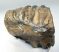 Mammuthus meridionalis partial tooth (1218 grams)
