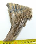 Mammuthus primigenius complete tooth (450 grams)