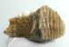 Mammuthus primigenius complete tooth (450 grams)