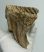 Mammuthus primigenius gyapjas mamut fog (450 gramm)