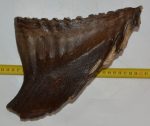 Mammuthus primigenius tooth (2642 grams)