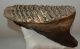 Mammuthus primigenius tooth (2642 grams)