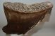 Mammuthus primigenius tooth (2642 grams)