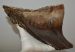 Mammuthus primigenius tooth (2642 grams)