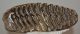 Mammuthus primigenius tooth (2642 grams)