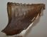 Mammuthus primigenius tooth (2642 grams)
