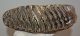 Mammuthus primigenius tooth (2642 grams)