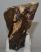 Mammuthus primigenius tooth (2642 grams)