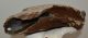 Mammuthus primigenius tooth (2642 grams)