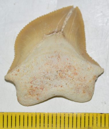 Squalicorax bassani nevű cápa foga