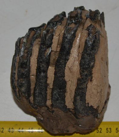 Mammuthus meridionalis partial tooth (1089 grams)