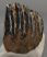 Mammuthus meridionalis partial tooth (1089 grams)