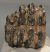 Mammuthus meridionalis partial tooth (1089 grams)