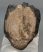 Mammuthus meridionalis partial tooth (1089 grams)
