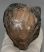 Mammuthus meridionalis partial tooth (1089 grams)