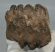 Mammuthus meridionalis partial tooth (1089 grams)
