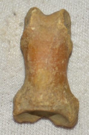 Ursus spelaeus toe bone (39 mm) proximal phalanges