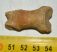 Ursus spelaeus toe bone (39 mm) proximal phalanges