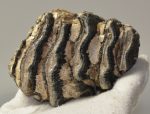 Mammuthus primigenius részleges fog (474 gramm)
