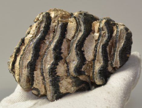 Mammuthus primigenius részleges fog (474 gramm)