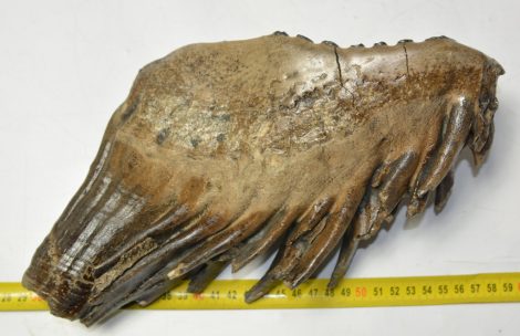 Mammuthus primigenius tooth (2611 grams) Woolly Mammoth
