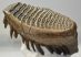 Mammuthus primigenius tooth (2611 grams) Woolly Mammoth