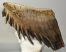 Mammuthus primigenius tooth (2611 grams) Woolly Mammoth