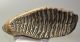 Mammuthus primigenius tooth (2611 grams) Woolly Mammoth