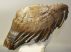 Mammuthus primigenius tooth (2611 grams) Woolly Mammoth