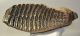 Mammuthus primigenius tooth (2611 grams) Woolly Mammoth