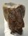 Mammuthus primigenius tooth (2611 grams) Woolly Mammoth