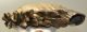 Mammuthus primigenius tooth (2611 grams) Woolly Mammoth