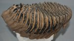 Mammuthus primigenius fog (3693 gramm) gyapjas mamut