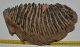 Mammuthus primigenius fog (3693 gramm) gyapjas mamut