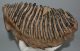 Mammuthus primigenius fog (3693 gramm) gyapjas mamut