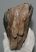 Mammuthus primigenius fog (3693 gramm) gyapjas mamut