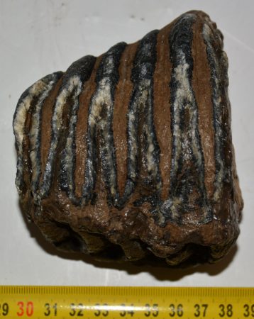 Mammuthus sp. részleges fog (839 gramm)