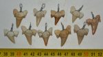 10 Otodus obliquus shark tooth pendants