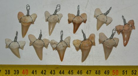10 Otodus obliquus shark tooth pendants