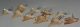 10 Otodus obliquus shark tooth pendants