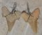 10 Otodus obliquus shark tooth pendants