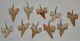 10 Otodus obliquus shark tooth pendants