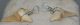 10 Otodus obliquus shark tooth pendants