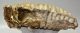 Mammuthus primigenius tooth (4079 grams) Woolly mammoth