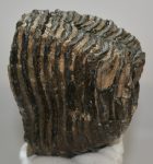   Mammuthus primigenius részleges fog (1900 gramm) ELFOGYOTT (R) 06