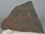    Cladophlebis haiburnensis & Cladophlebis roesserti fern leaf fossil