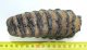 Mammuthus meridionalis alsó P4-es fog (428 gramm)